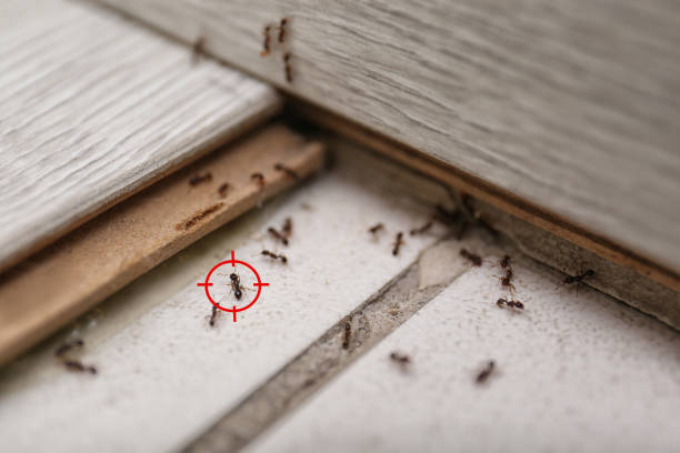 Insect Control in Waynesboro, GA