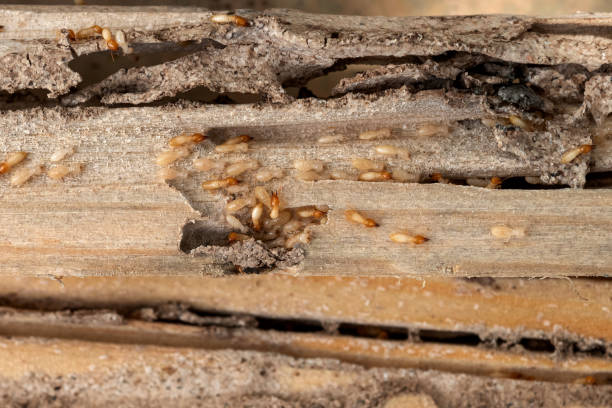 Best Wasp Removal Services  in Waynesboro, GA
