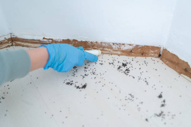 Best Local Pest Control Services  in Waynesboro, GA